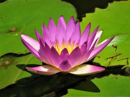 水塘睡莲花朵图片 水塘睡莲花朵图片