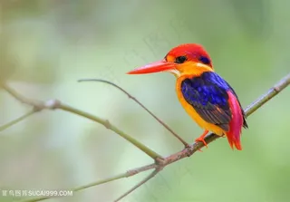 艳丽的脆鸟类图片