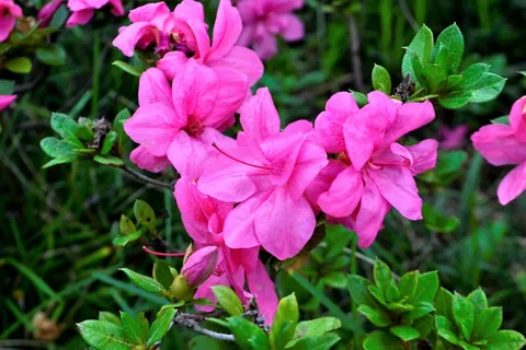 娇艳杜鹃花素材图片 娇艳杜鹃花素材图片