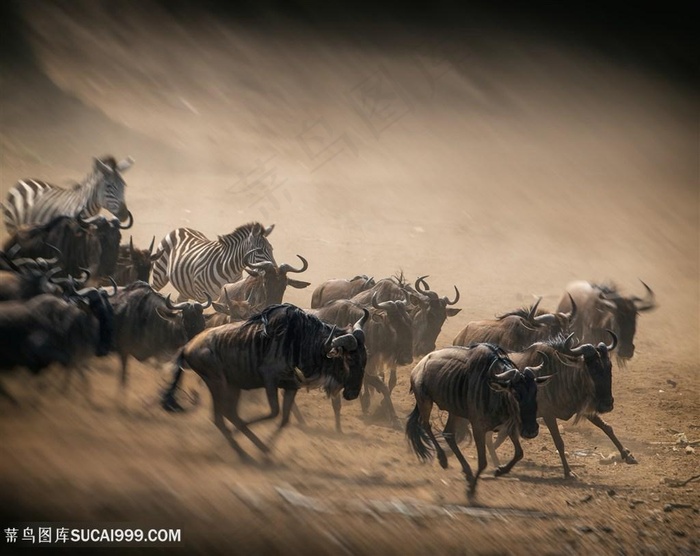 斑马与野牛图片
