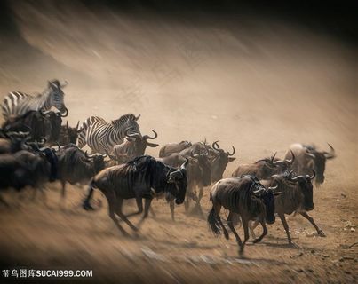 斑马与野牛图片