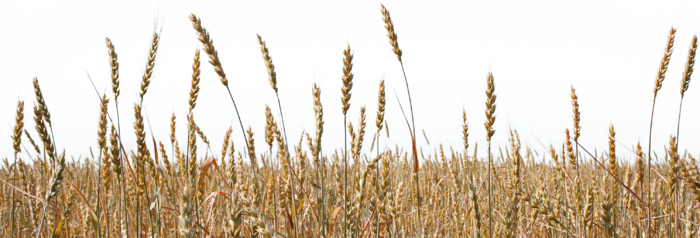 现代农业成熟麦子