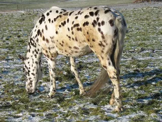 黑白斑点奶牛图片