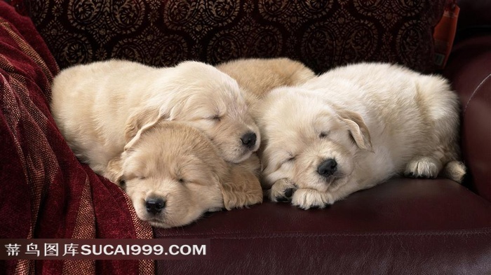 沙发上入睡的可爱小白狗素材