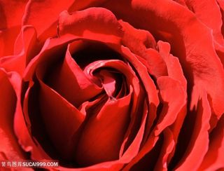 鲜红色玫瑰花微距特写摄影高清图片