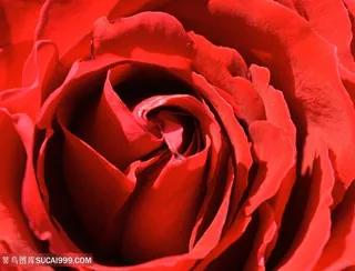 鲜红色玫瑰花微距特写摄影高清图片