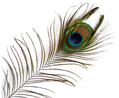 孔雀羽毛动物