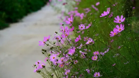 花朵, 河, 宇宙, 溪, 国家, 秋风, 秋天