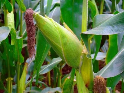 高清玉米摄影素材