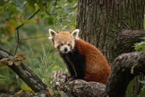 呆萌小浣熊图片 呆萌小浣熊图片