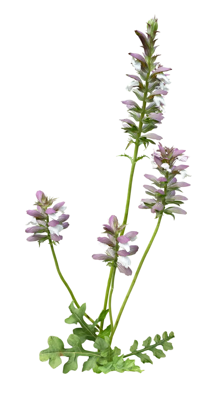 高清树木素材 免抠PSD植物素材 美术绘画园林贴图 树草灌木花草
