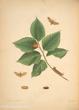 蝴蝶昆虫绿叶树叶植物图谱