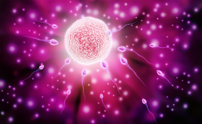 唯美紫色背景下的受精卵高清图