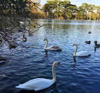 蓝色唯美湖面鹅群风景图