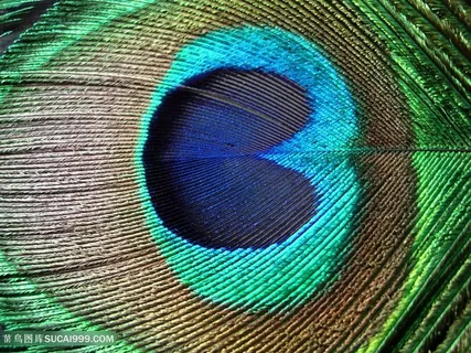 漂亮孔雀羽毛背景高清图片