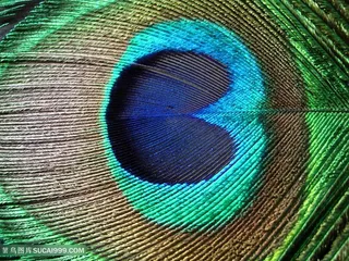 漂亮孔雀羽毛背景高清图片