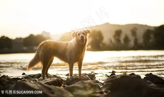 高清唯美河边拉布拉多狗狗图片