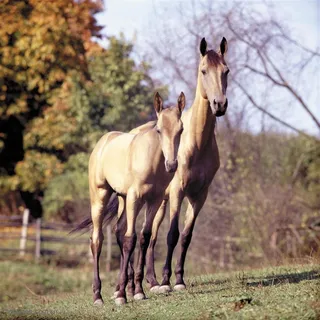 奔腾骏马-草地上的两匹骏马