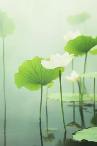 荷叶简约清新淡绿色背景