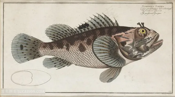 唯美高清水彩鱼装饰画插画 唯美高清水彩鱼装饰画插画