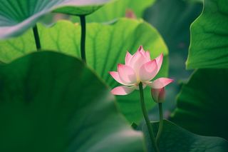 绿色清爽荷花节气背景