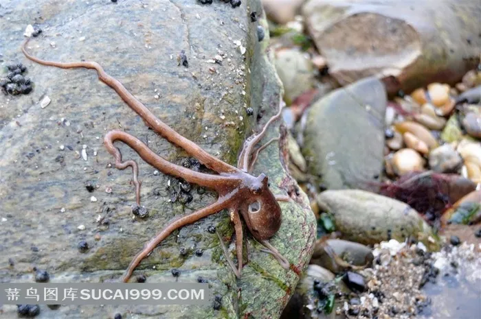 海洋生物水母