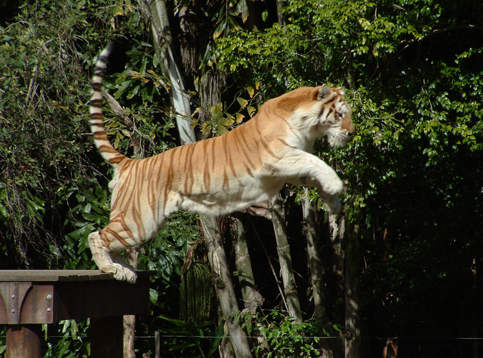 老虎动物园百兽之王虎王野生老虎动物