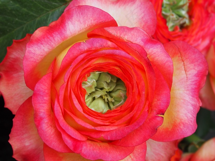 玫瑰花朵微距图片