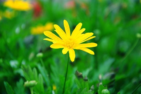 一朵美丽的小黄花图片