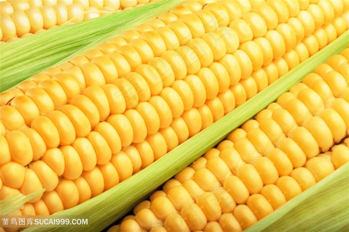玉米特写高清图