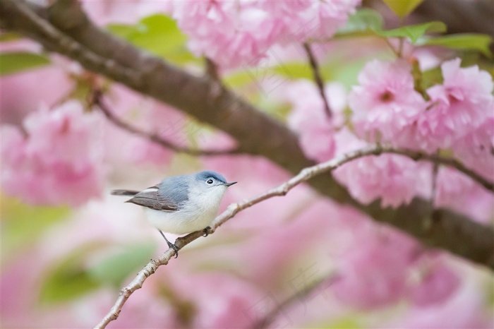 春季盎然 桃花