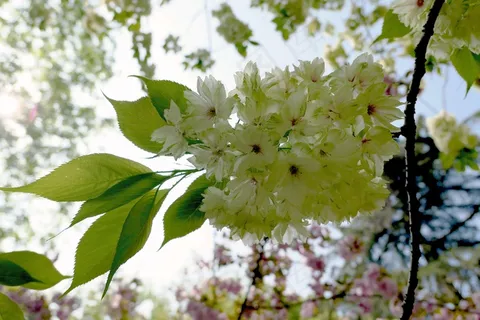 春天白色樱花风景图片 春天白色樱花风景图片