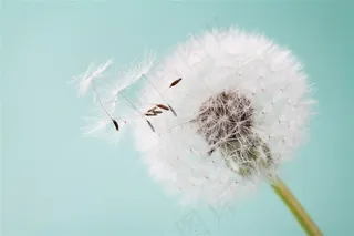 开放的蒲公英特写高清素材