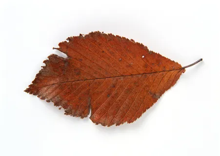 秋叶叶子十一 秋叶叶子十一