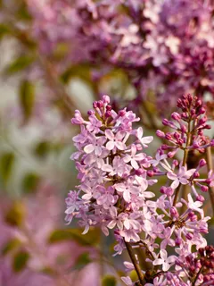 紫色丁香花图片 紫色丁香花图片