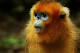 野生动物金丝猴图