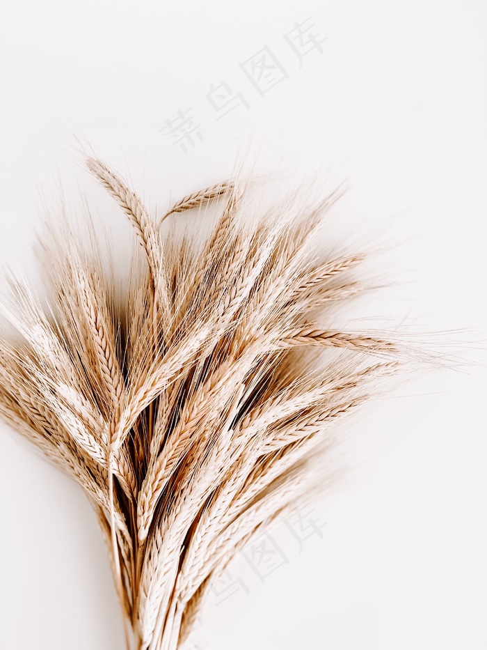 麦穗ppt背景图片