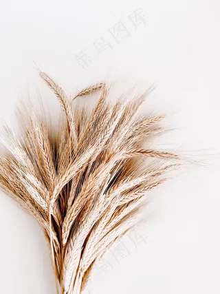 麦穗ppt背景图片