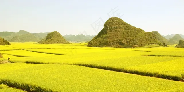 罗平油菜花海图片 罗平油菜花海图片