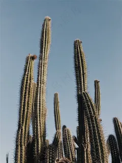 沙漠之花仙人掌摄影大图 沙漠之花仙人掌摄影大图