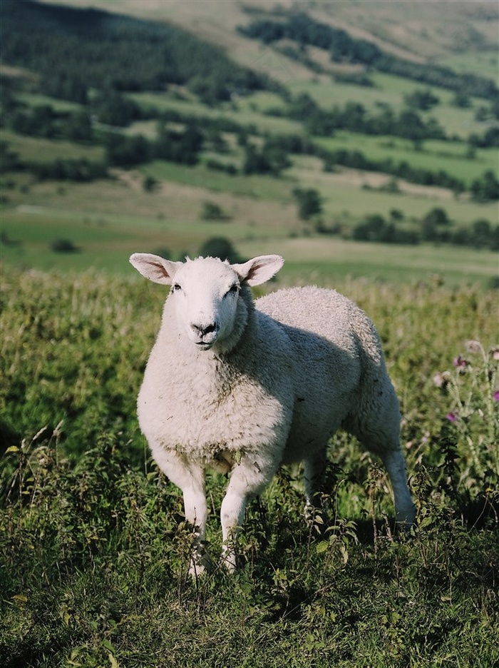 可爱的绵羊高清图