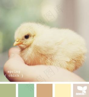 动物配色色卡色彩搭配