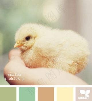 动物配色色卡色彩搭配