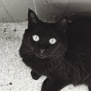 黑色宠物猫仰望图片 黑色宠物猫仰望图片