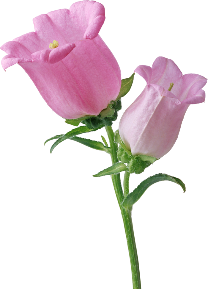 鲜花玫瑰免扣素材