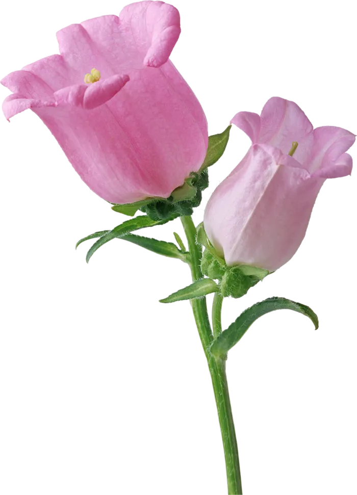 鲜花玫瑰免扣素材