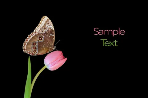 美丽的蝴蝶与梦幻背景大图