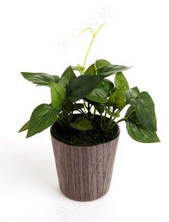 绿萝花图片 绿萝花图片
