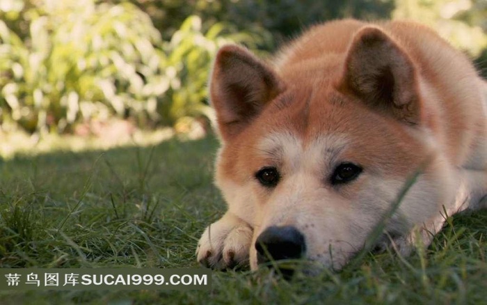 一只趴在草地上的棕色秋田犬