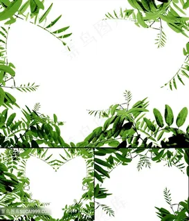 3款植物边框高清图片 3款植物边框高清图片